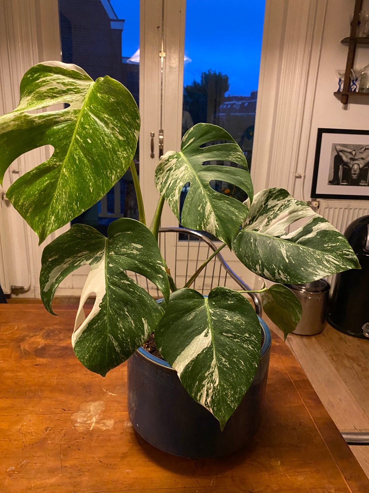 Monstera Deliciosa Variegata - Prachtige Kamerplant, Vaste plant, Bloeit niet, Halfschaduw, Ophalen