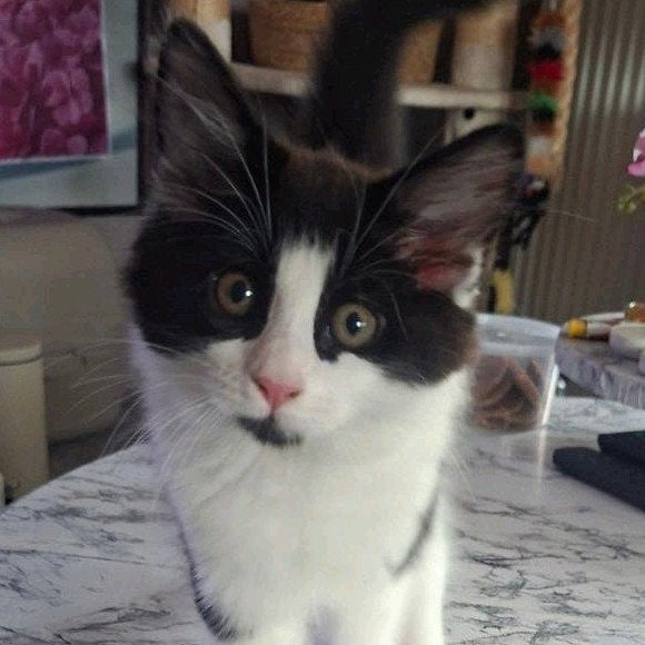 Maine coon kater Mag  per direct verhuizen, Meerdere dieren, Ontwormd