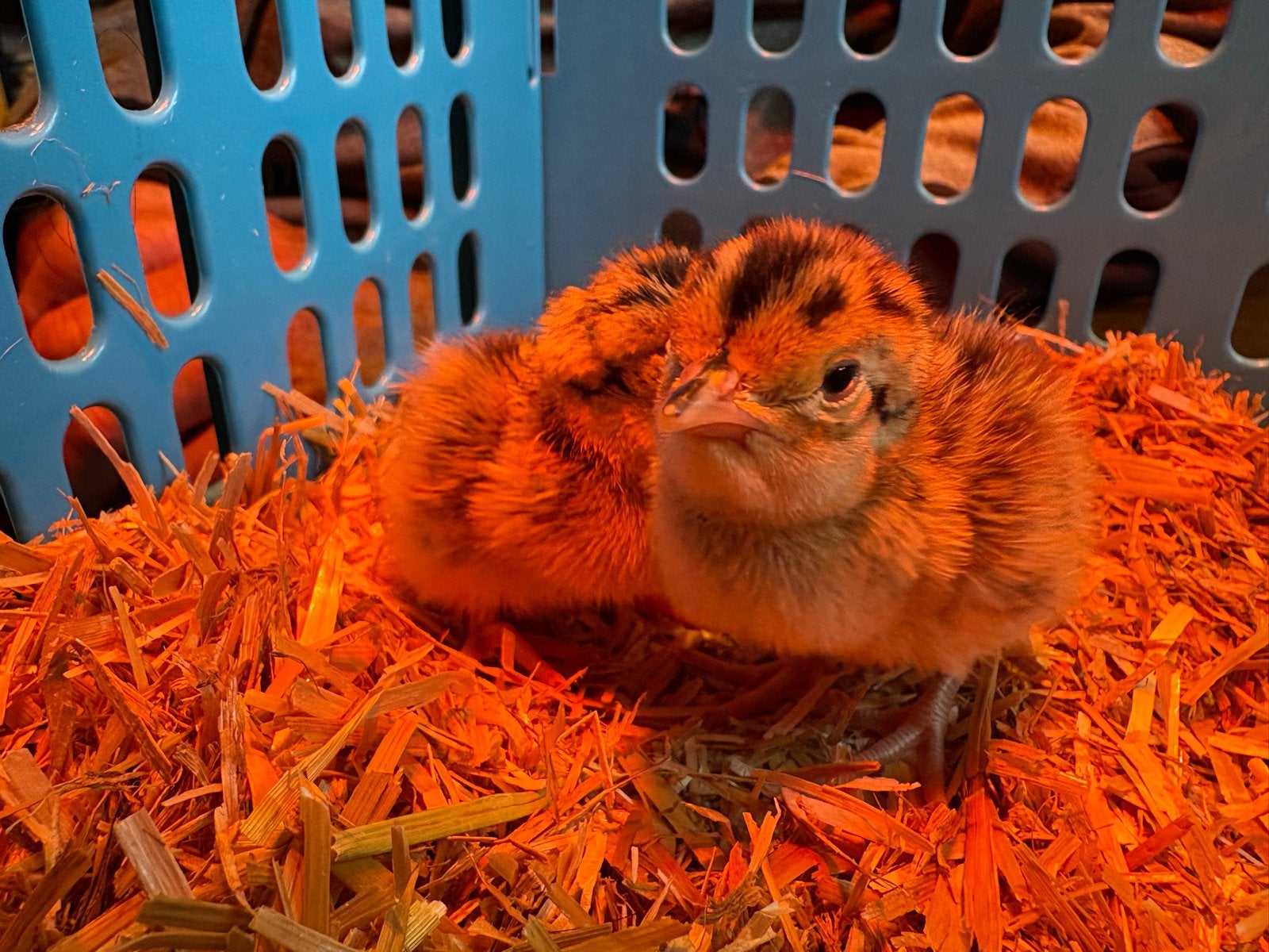 Kuikens bosfazant, Dieren en Toebehoren, Ophalen, Nieuw, Overige typen