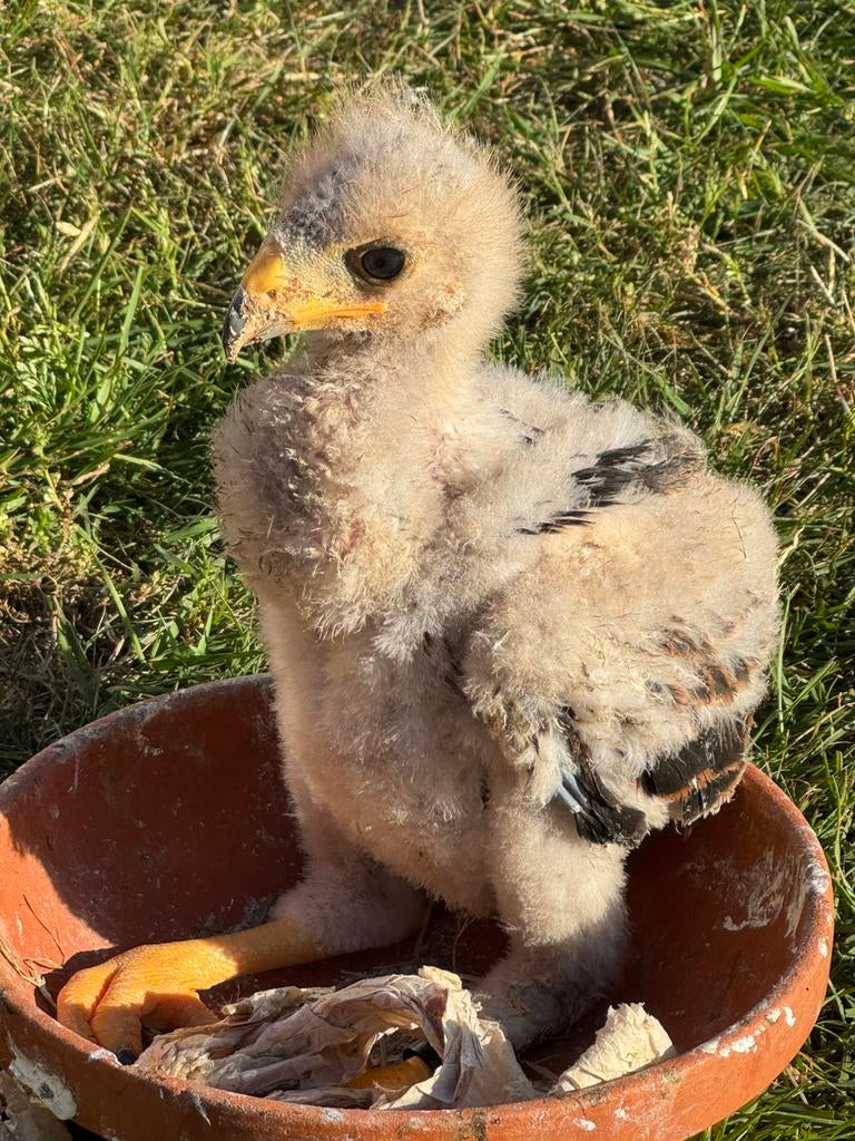 Jonge woestijnbuizerd, Dieren en Toebehoren, Meerdere dieren