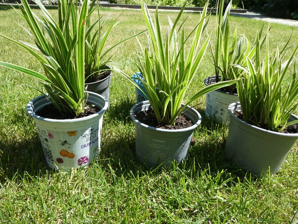 Carex siergras | vaste plant | prachtige soort in uw tuin, Ophalen, Vaste plant, Siergrassen, Halfschaduw
