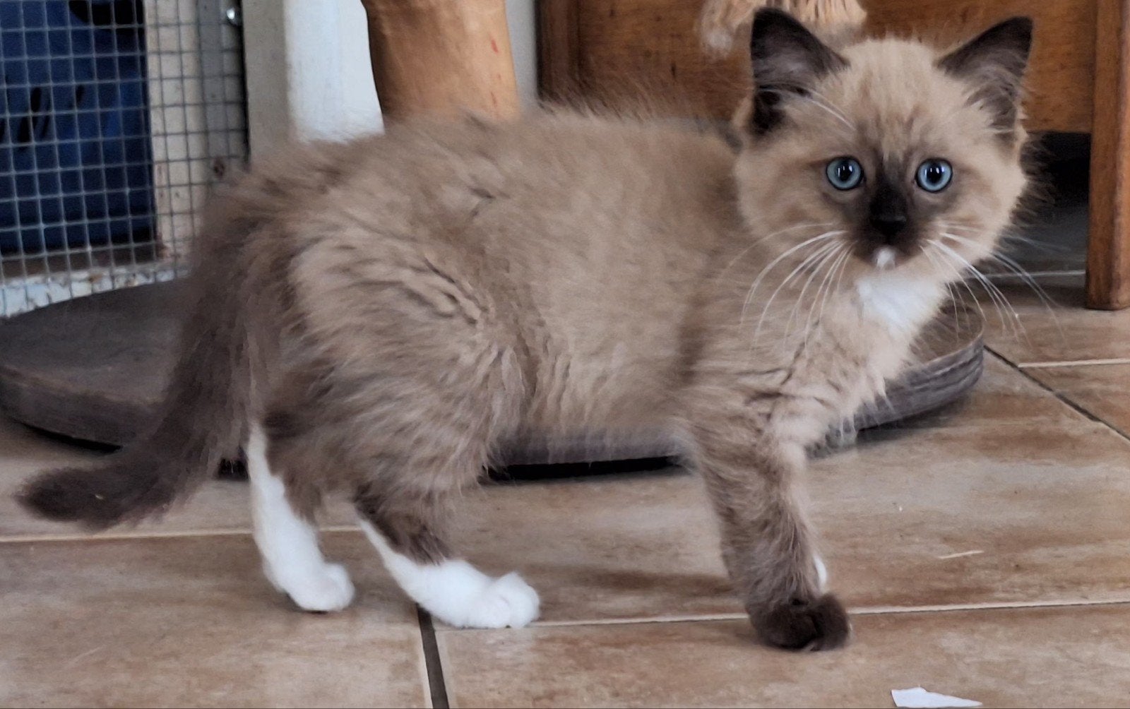 Drie super lieve Ragdoll katertjes, Dieren en Toebehoren, Kater, Gechipt