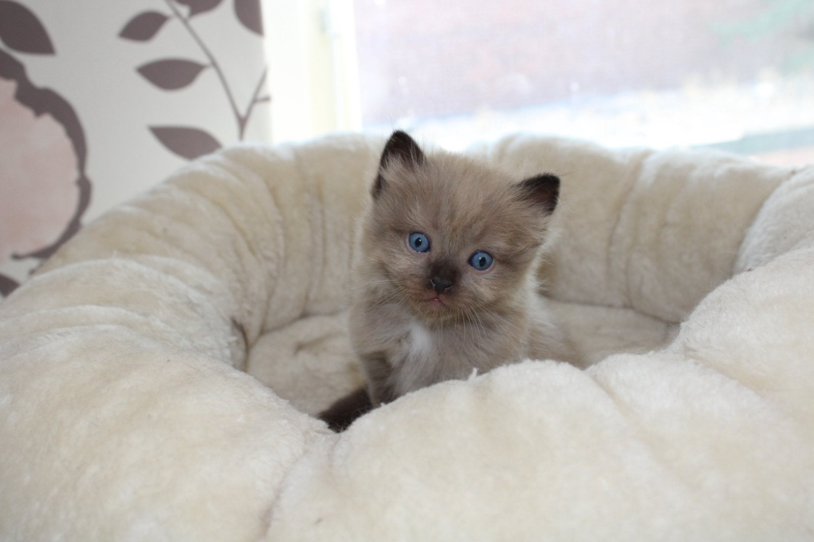 3 lieve Ragdolls zoeken huisje, Meerdere dieren, Gechipt, 0 tot 2 jaar