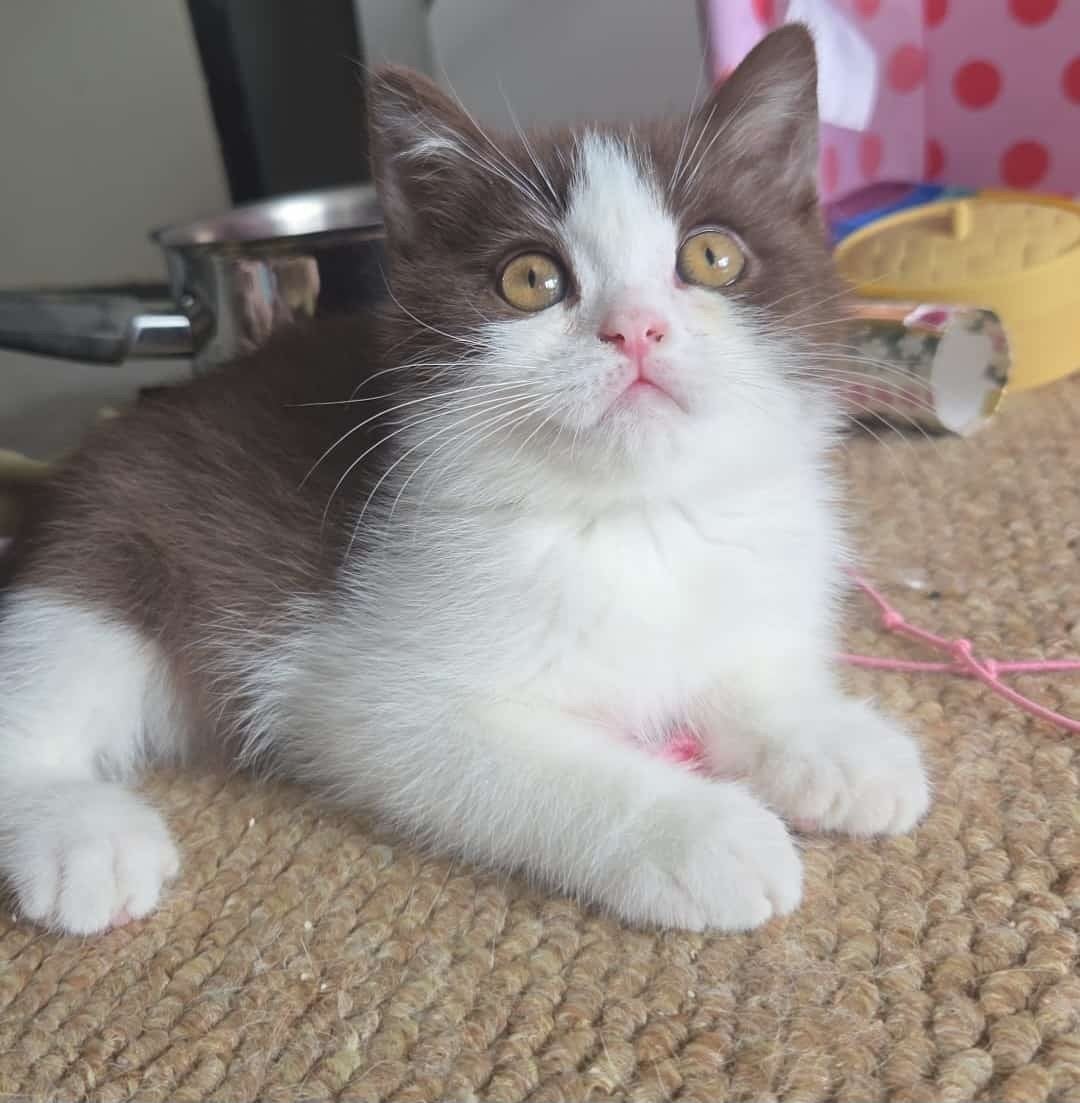 britse korthaar kitten (fok)kater xxl getest cinnamon drager, Kater, Met stamboom, 0 tot 2 jaar