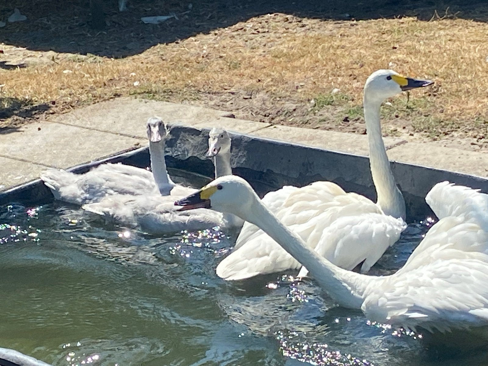 Bewicki zwanen, Dieren en Toebehoren, Mannelijk