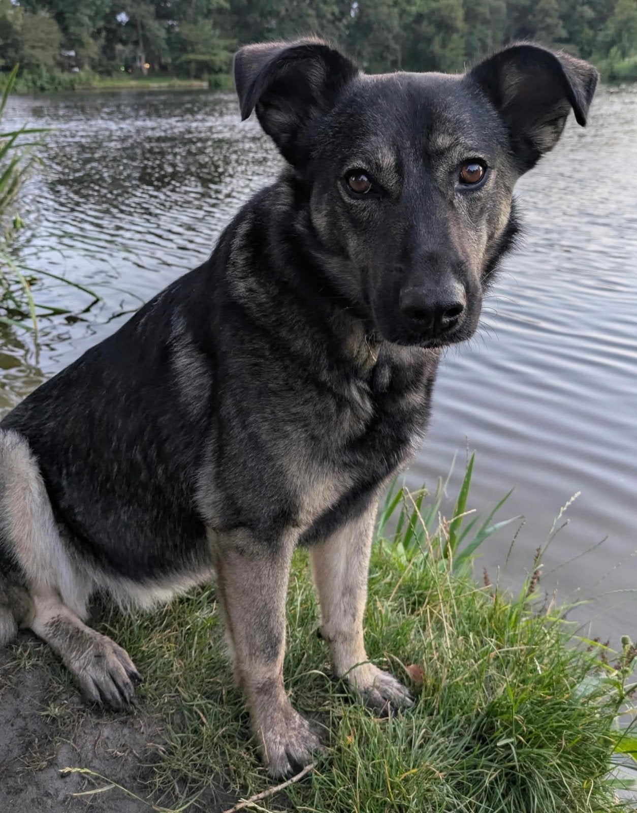 Lieve hond zoekt fijne, nieuwe eigenaar(s), Dieren en Toebehoren, Particulier, Buitenland, Teef, Eén hond