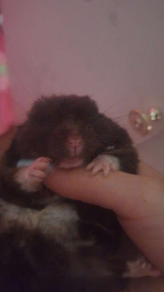 Hamster /Cupcake, Dieren en Toebehoren, Knaagdieren, Hamster, Geslacht onbekend, Januari, Tam