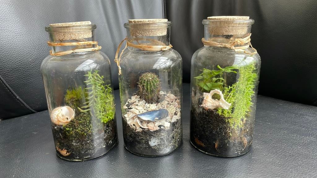 3x Ecosysteem- terrarium - flessentuin - 18cm hoog, Overige typen