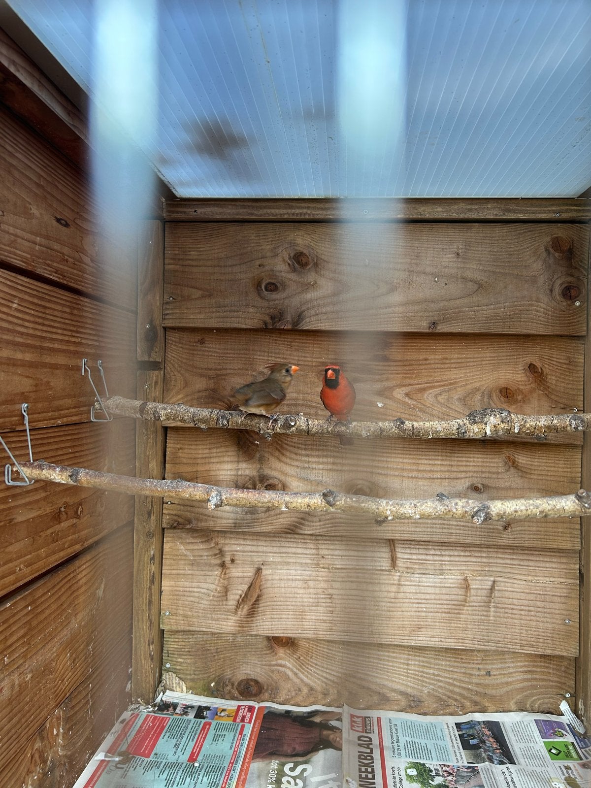 Kweekkoppel rode kardinalen, Dieren en Toebehoren, Vogels | Overige Vogels, Meerdere dieren