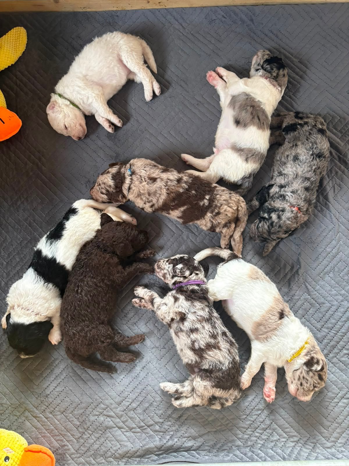 Goldendoodle F1B pups, Parvo, Nederland, 8 tot 15 weken, Groot