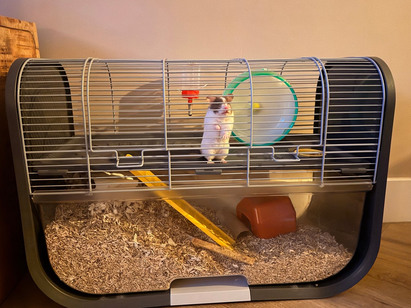 Hamster incl accessoires, Dieren en Toebehoren, Knaagdieren, Hamster, Mannelijk, Juli, Tam