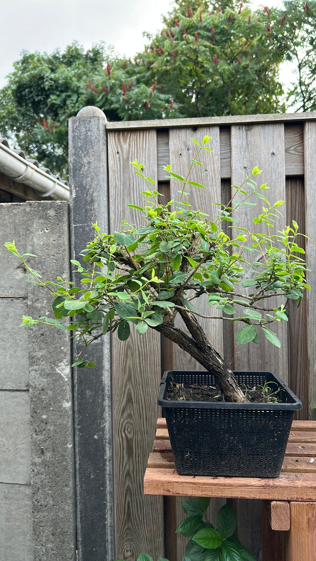 Pre Bonsai Lonicera Caerulea, Tuin en Terras, Planten | Bomen, Bloeit niet, Overige soorten, Minder dan 100 cm, Ophalen