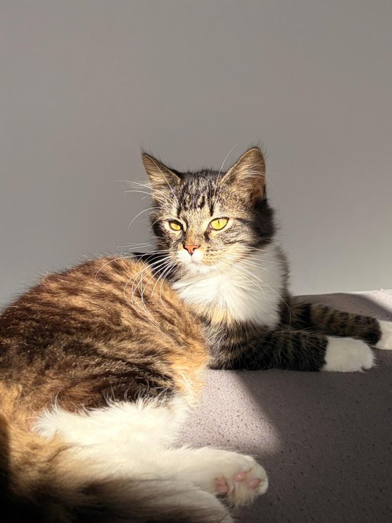 Gratis kat op te halen!, Poes, Ontwormd, 0 tot 2 jaar
