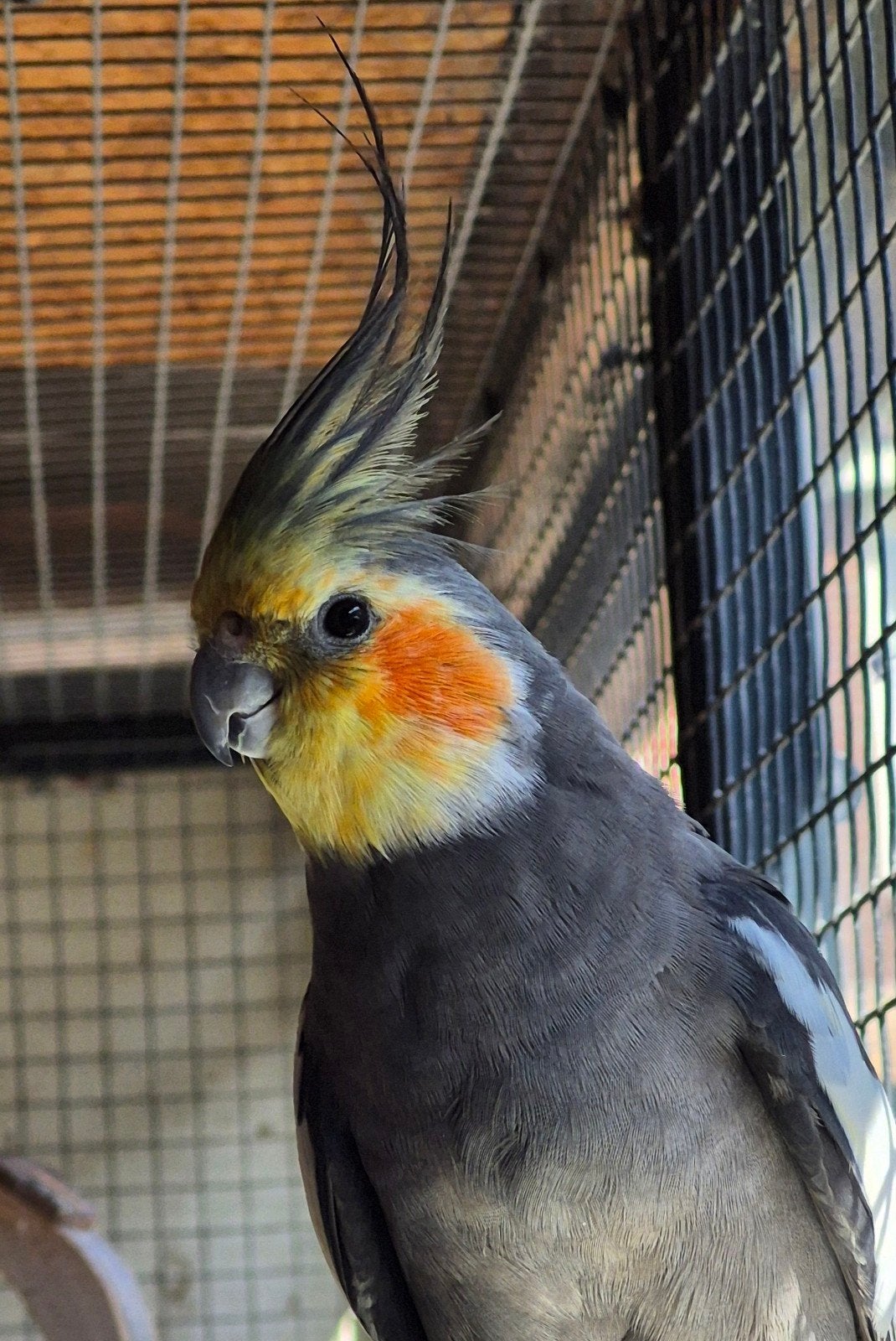 Te koop broedrijp koppel zuiver wildkleur, Meerdere dieren, Parkiet, Geringd