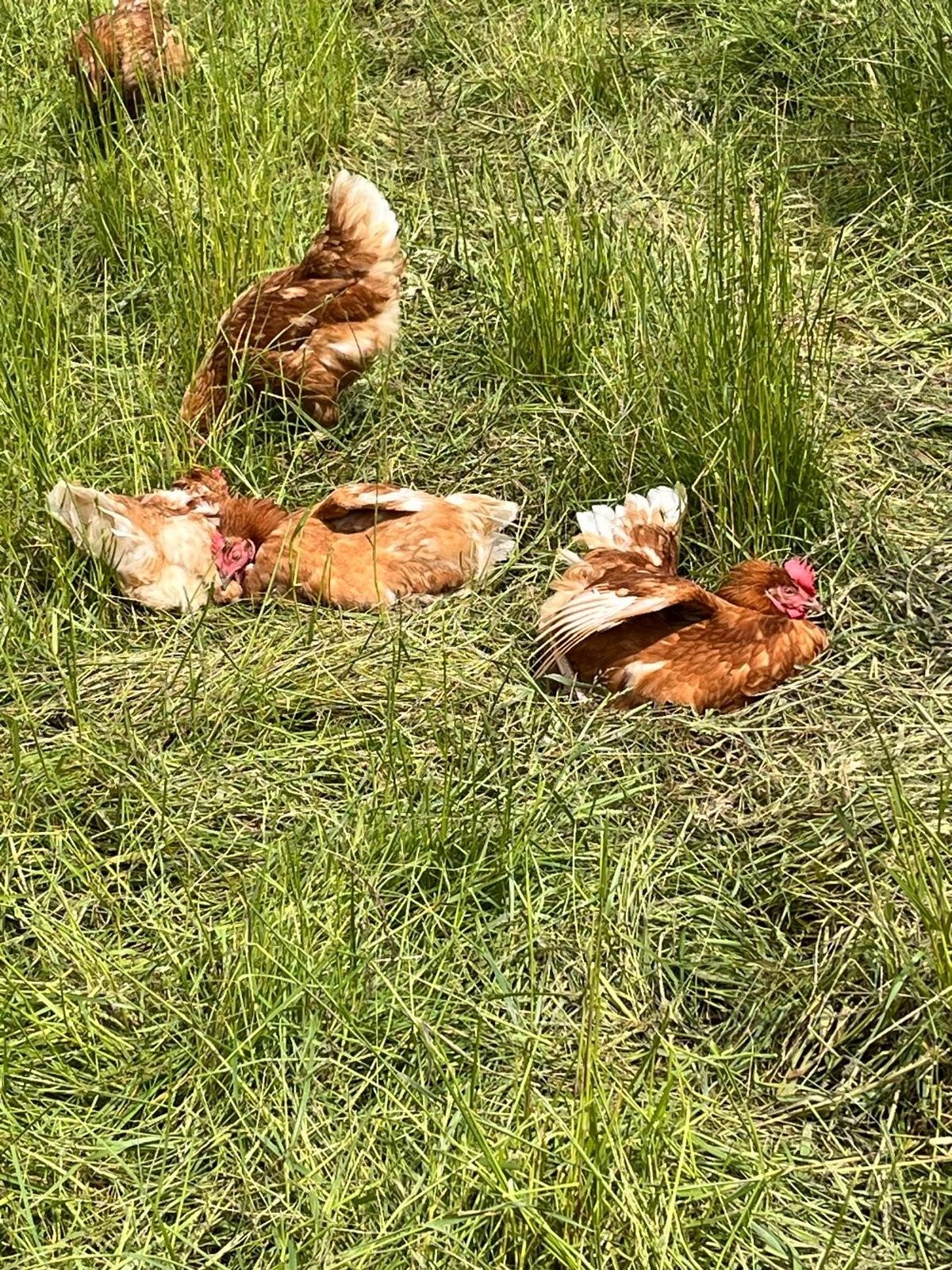 Biologische leghennen of Soepkip te koop, Vrouwelijk, Kip