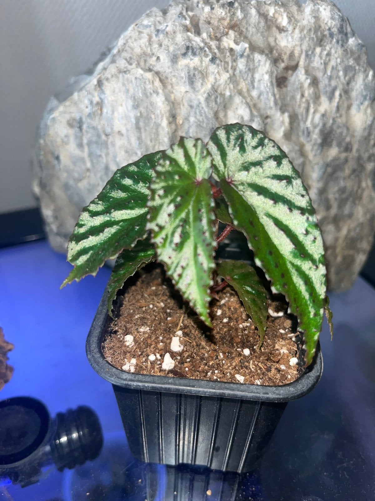 Begonia Sulawesi x sp Kalimantan, Huis en Inrichting, Kamerplanten, Overige soorten, In pot, Minder dan 100 cm, Bloeiende kamerplant