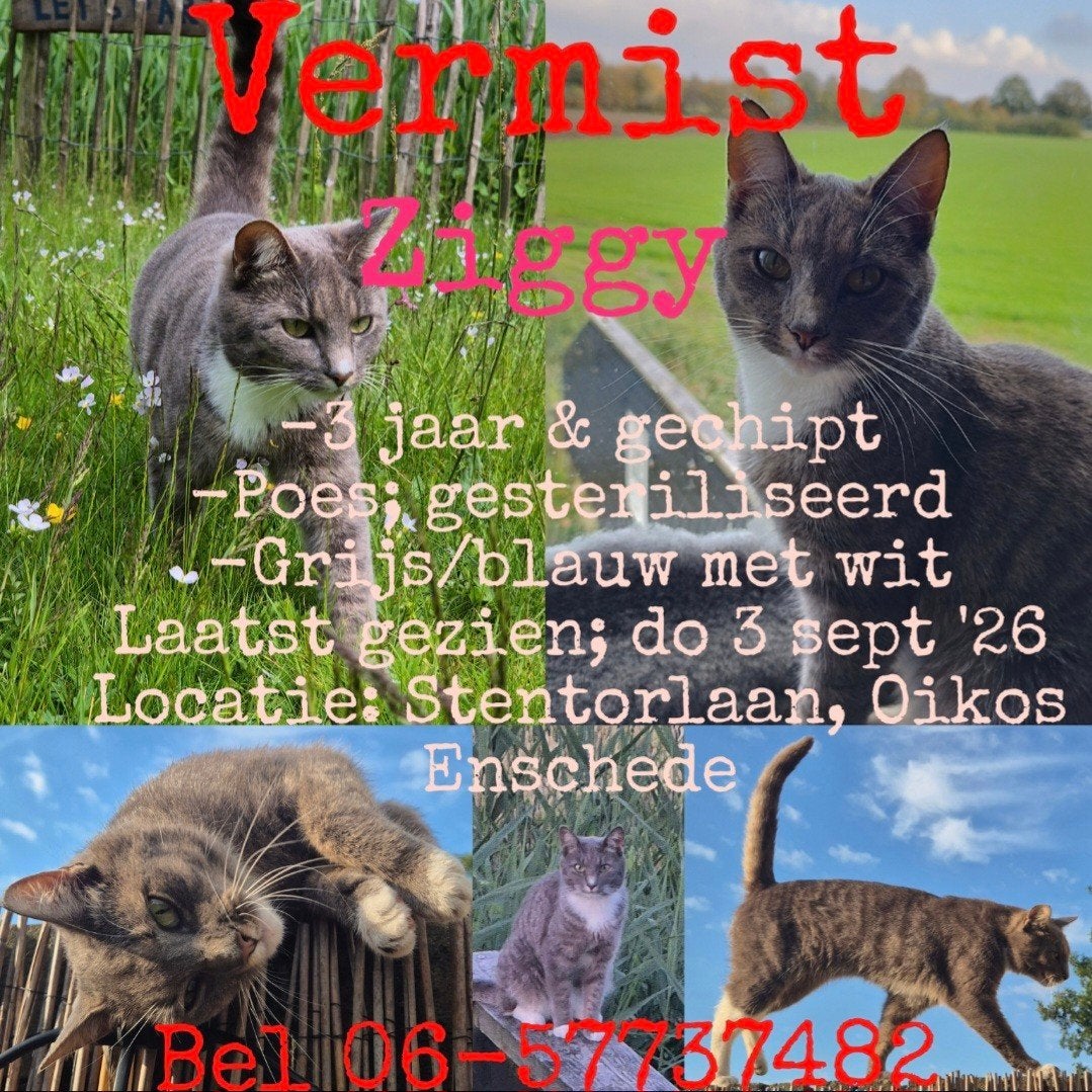 Vermiste poes Ziggy, Dieren en Toebehoren