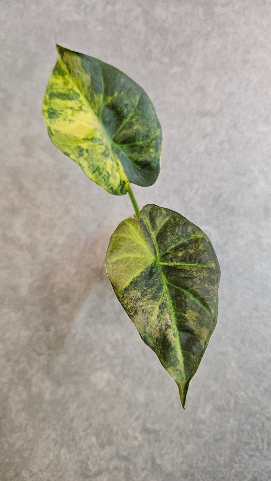 Alocasia Regal Shield Aurea/Gold, Ophalen of Verzenden, Halfschaduw, Minder dan 100 cm