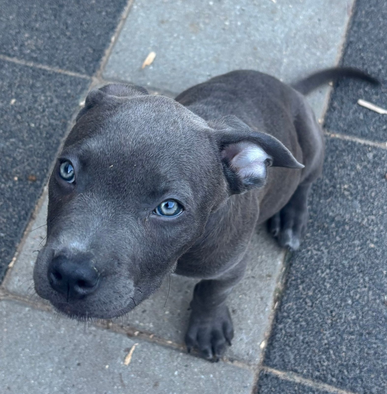 Nog maar 3 puppies van 11 weken oud!! Mogen verhuizen, Dieren en Toebehoren, 8 tot 15 weken, Groot, Meerdere, Meerdere dieren