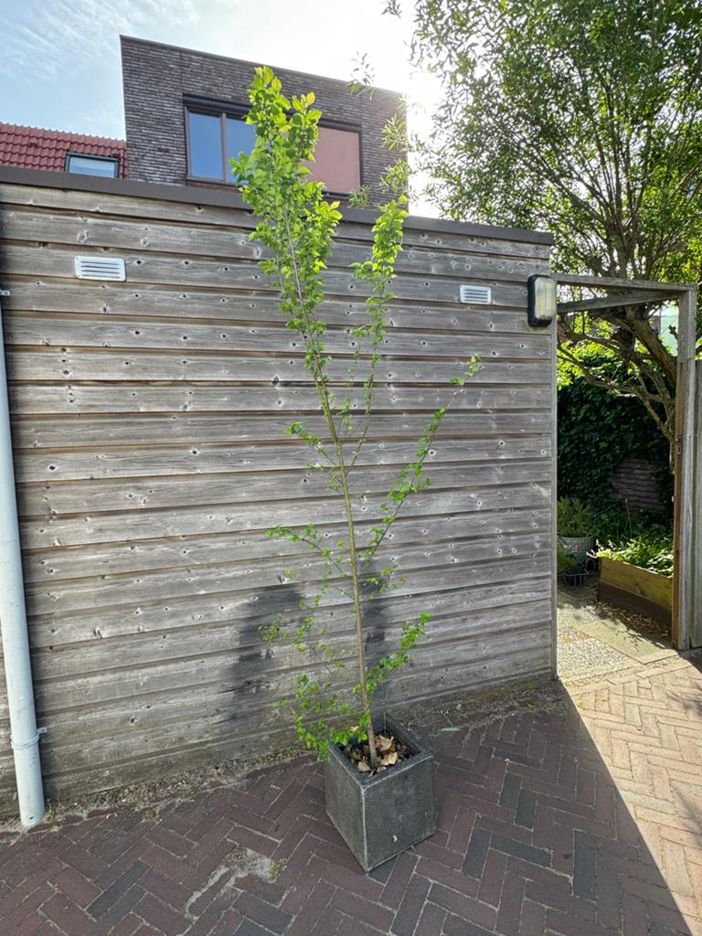 Jonge boom in pot - ideaal voor tuin, Volle zon, Vaste plant, Bloeit niet, Ophalen