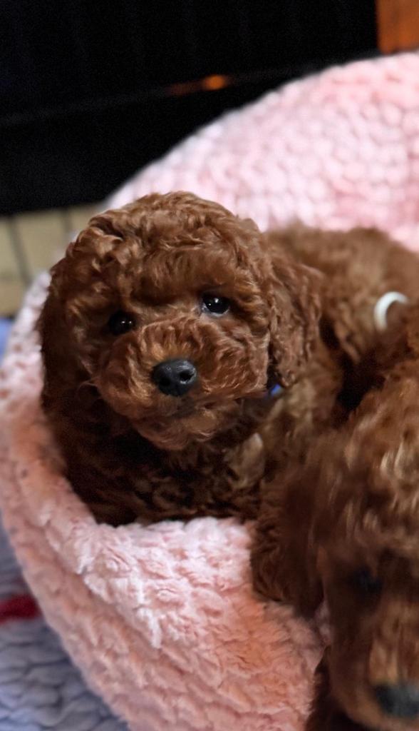 Rode toy/dwergpoedel pups ouders met stamboom, Dieren en Toebehoren, Poedel, Parvo, 8 tot 15 weken, Meerdere