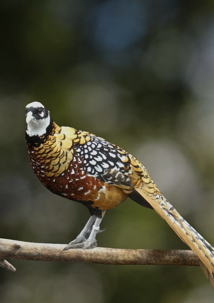 Koningsfazanten | Sierlijke fazant met lange staart!, Meerdere dieren, Overige soorten