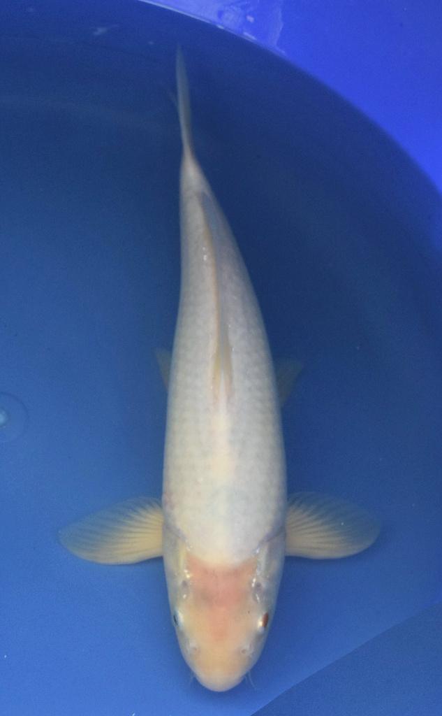 Shiro bekko 40-43 cm Sansai, Dieren en Toebehoren, Vissen | Vijvervissen, Karper of Koi