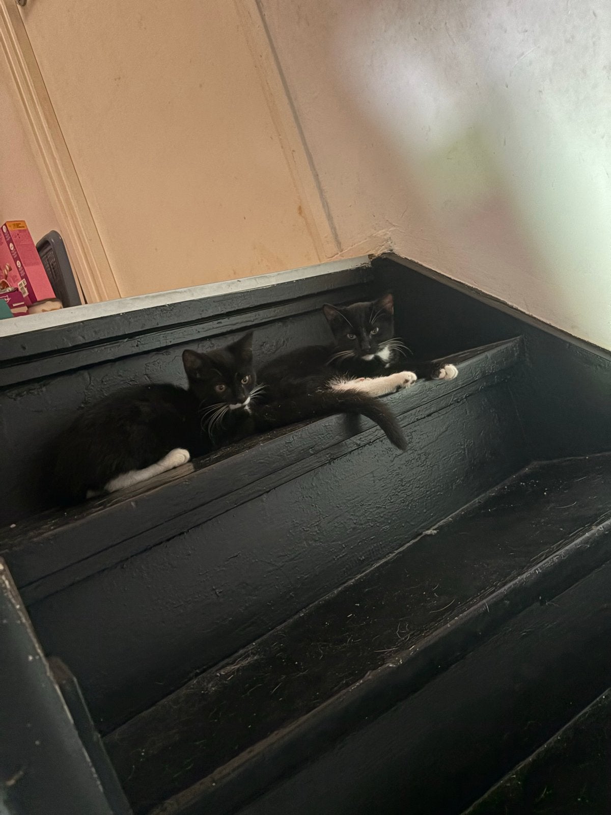 2 lieve zusjes (kittens) zoeken samen een liefdevol huisje, Poes, Kortharig, 0 tot 2 jaar
