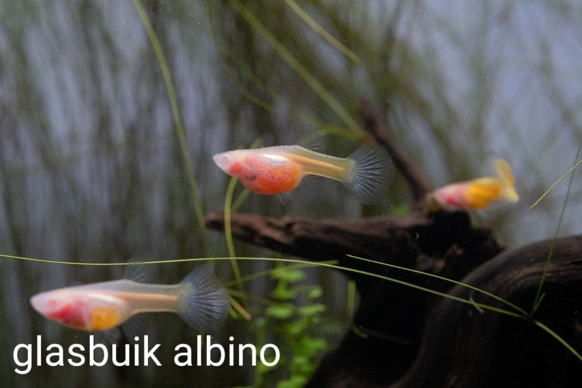 GLASBUIK / GLASSBELLY GUPPEN *** te koop ***, Vis, Zoetwatervis, Schoolvis