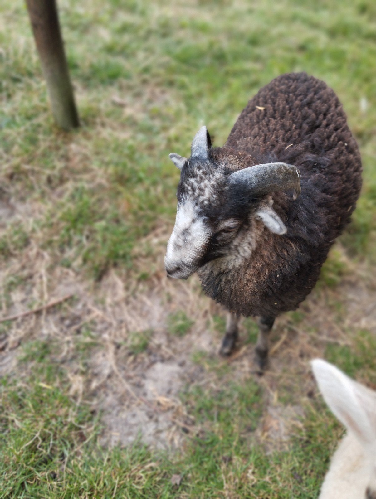quessantram van dit jaar, Dieren en Toebehoren, Mannelijk, Schaap, 0 tot 2 jaar