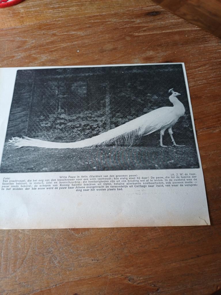 Knipsel witte pauw dierentuin Artis Amsterdam 1915, Ophalen of Verzenden, Gebruikt, Paard, Beeldje of Figuurtje
