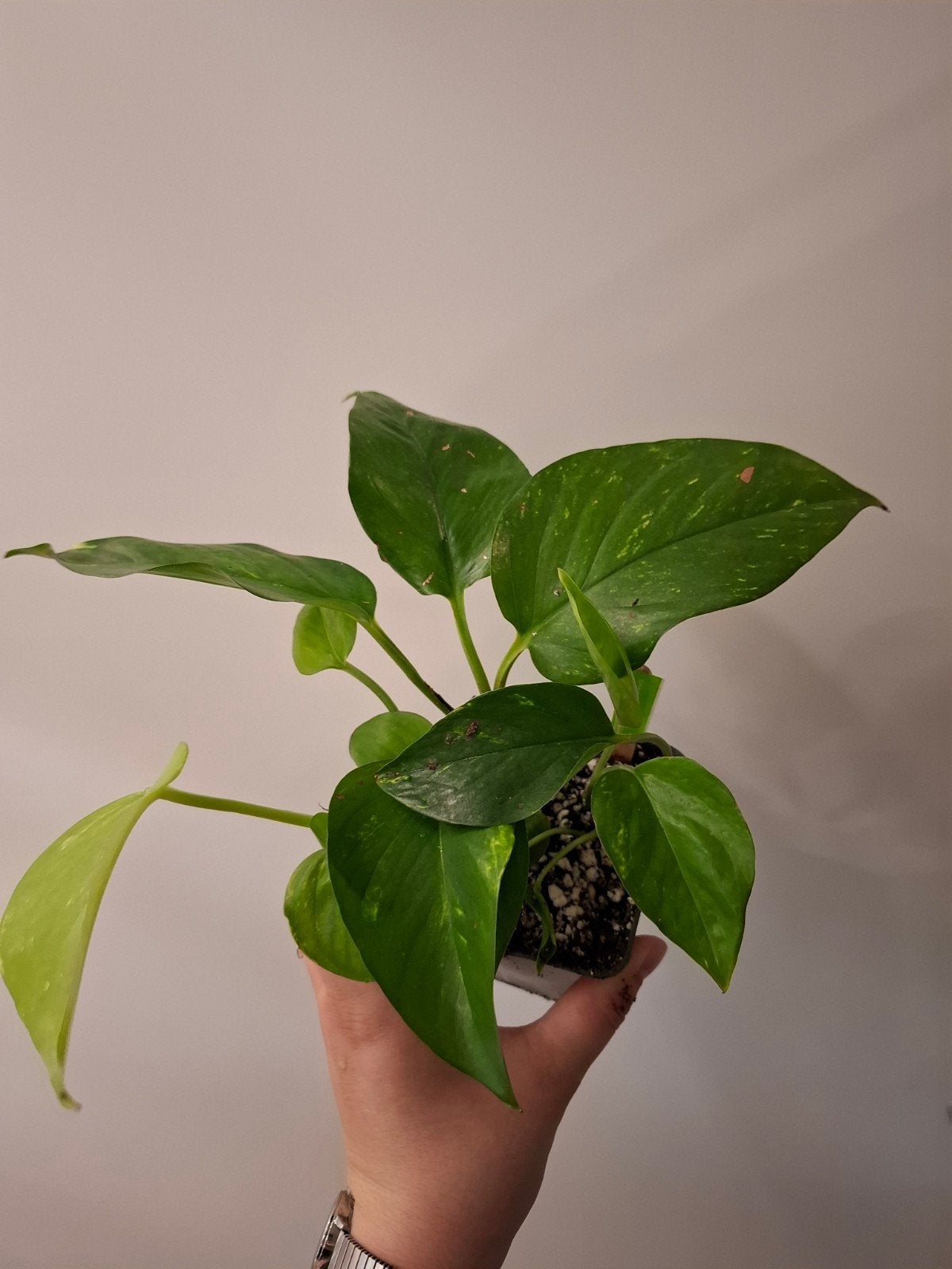 Epipremnum Aureum #2, Ophalen of Verzenden, Overige soorten, Halfschaduw, Minder dan 100 cm
