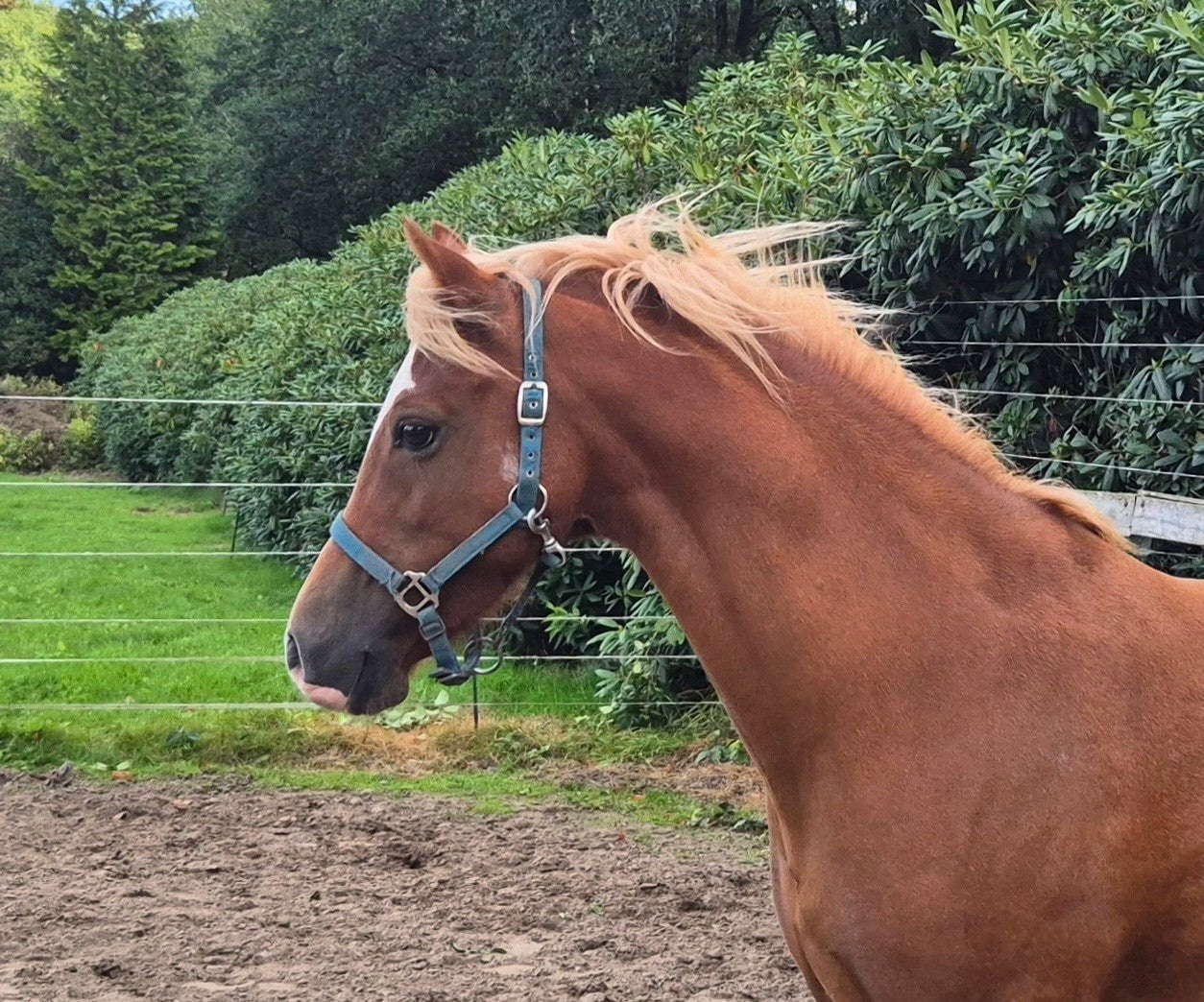 prachtige Brave Welsh C pony., Merrie, Met stamboom, Zadelmak, C pony (1.27m tot 1.37m)