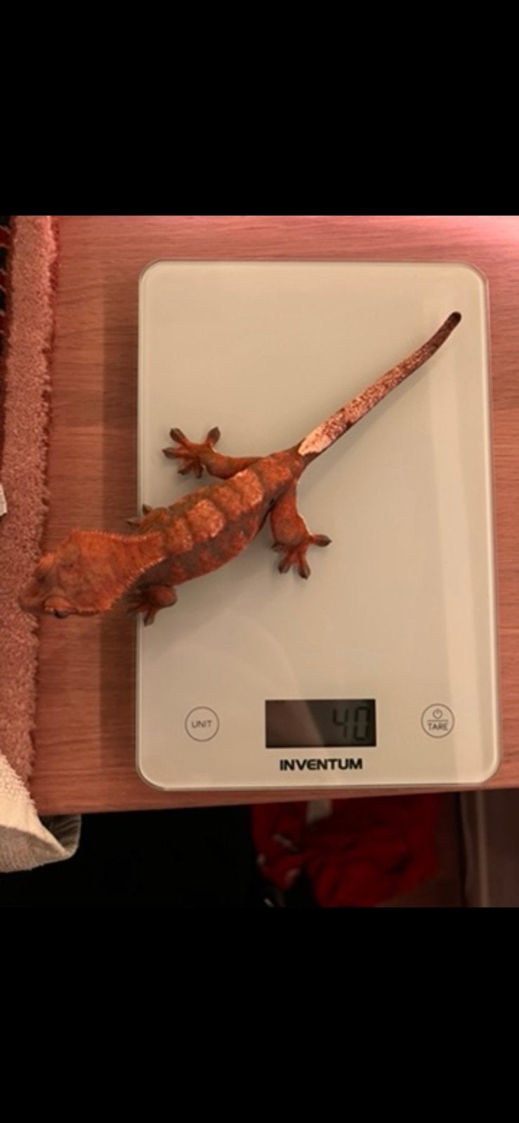 Wimpergekko - Correlophus ciliatus Crested Gecko photo 3