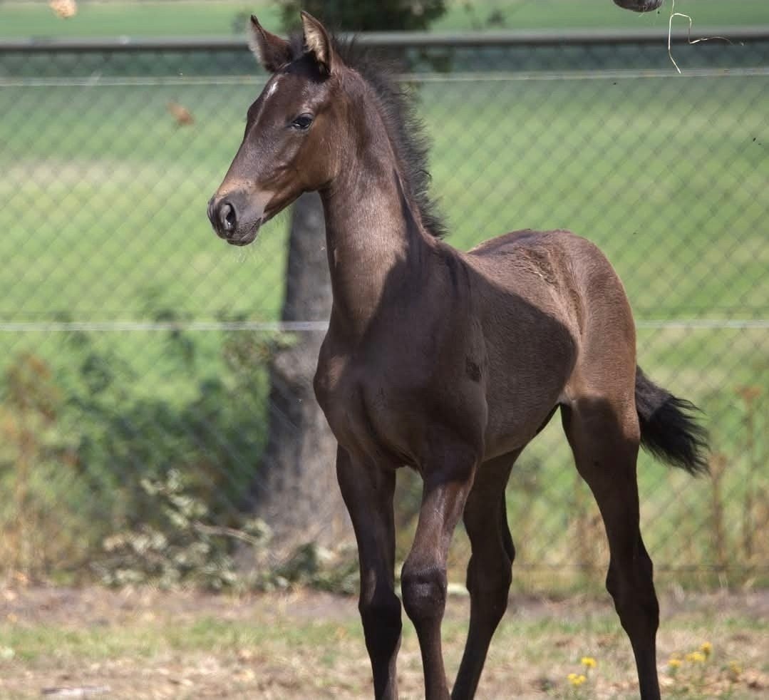 prachtige PRE andalusier hengst veulen, Dieren en Toebehoren, Paarden, Met stamboom, Dressuurpaard, 0 tot 2 jaar, Hengst