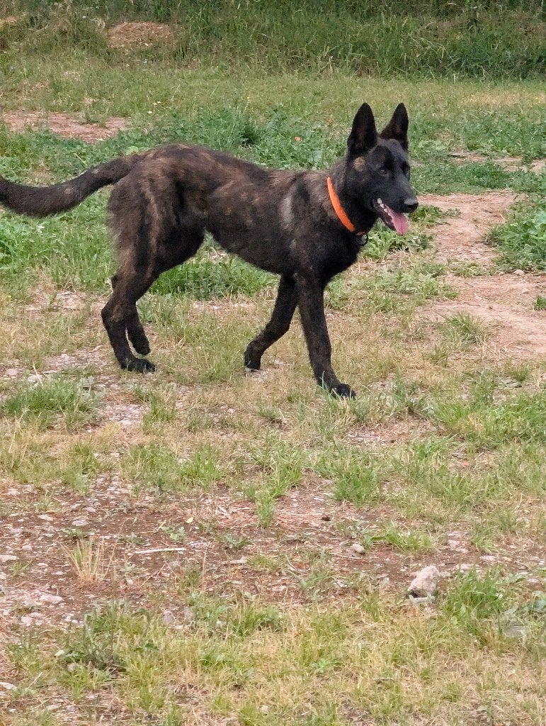 Holländischer Schäferhund, Dieren en Toebehoren, Honden | Herdershonden en Veedrijvers, Parvo, Nederland, 15 weken tot 1 jaar