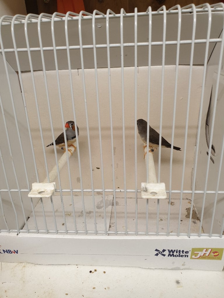 Koppel zuiver kleine timor zebravinken TT klassen, Meerdere dieren, Tropenvogel, Geringd