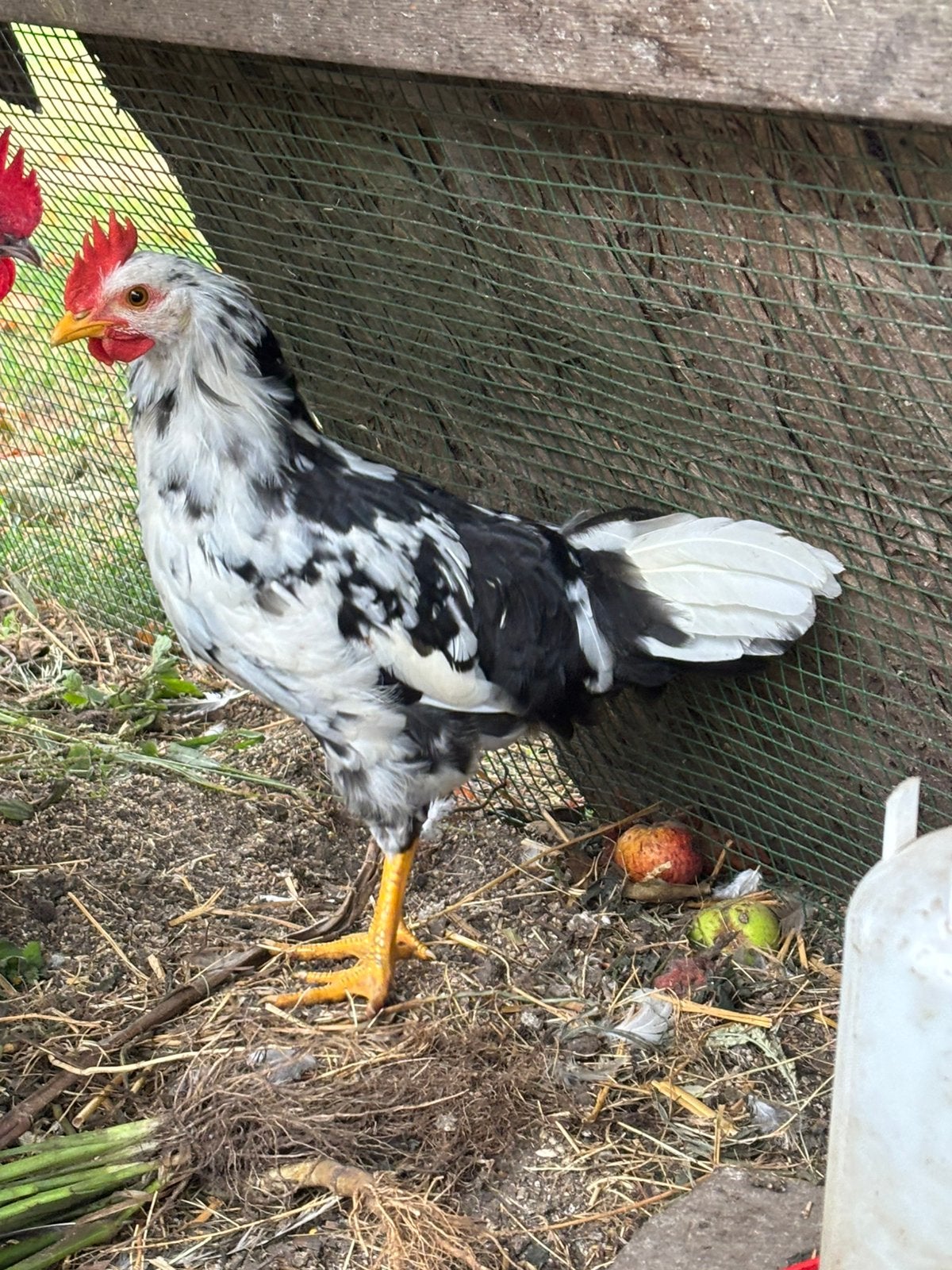 Bonte leghorn haan, Dieren en Toebehoren, Mannelijk, Kip