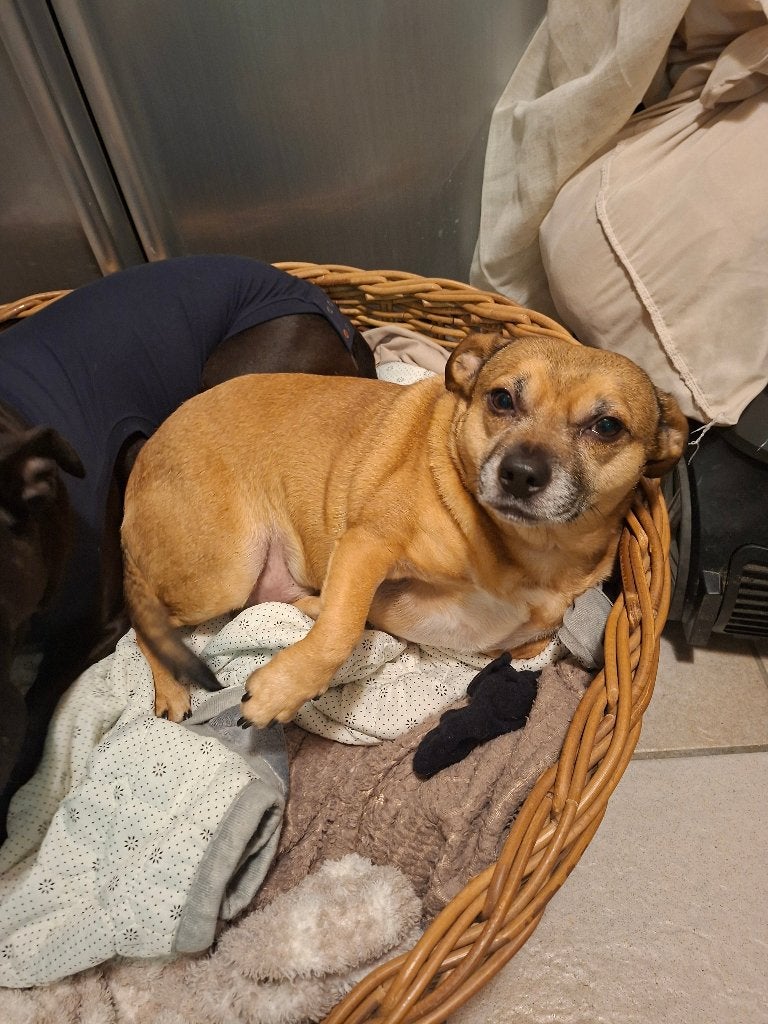 Honden zwart en bruin, 6 jaar of ouder, Meerdere, Meerdere dieren, Nederland