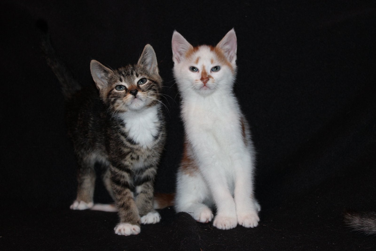Lieve Kittens, Dieren en Toebehoren, Katten en Kittens | Overige Katten, Meerdere dieren, Kortharig, 0 tot 2 jaar