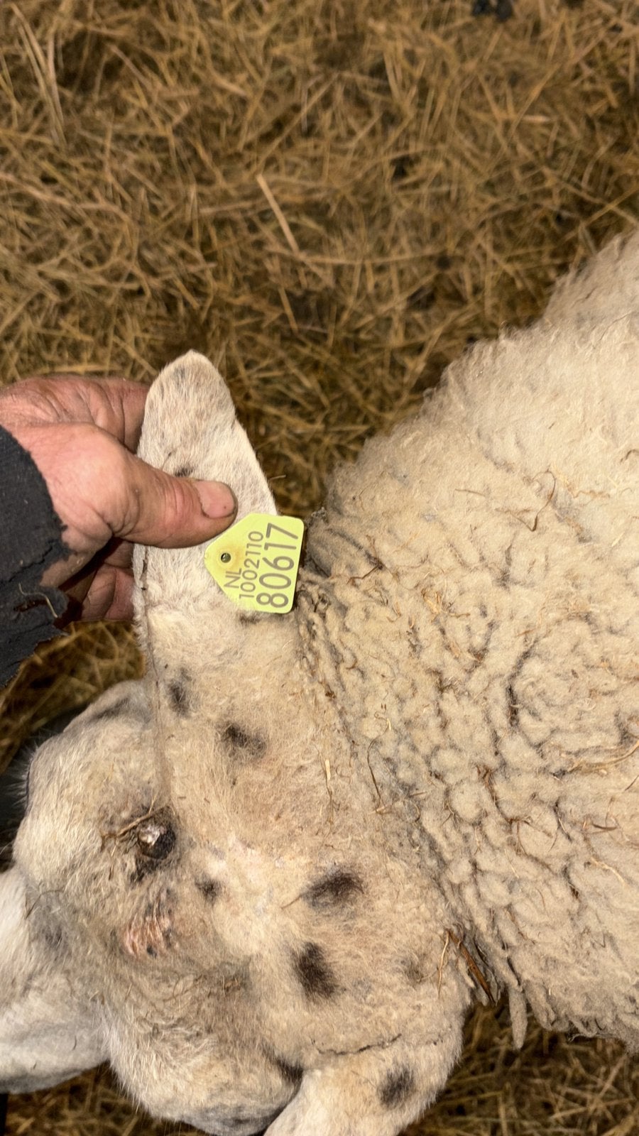 Prachtige overjarige texelaar ram, Dieren en Toebehoren, Mannelijk, Schaap