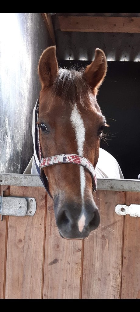 Bijzondere welsh leerpony, Dieren en Toebehoren, Merrie, Met stamboom, M, Springpony