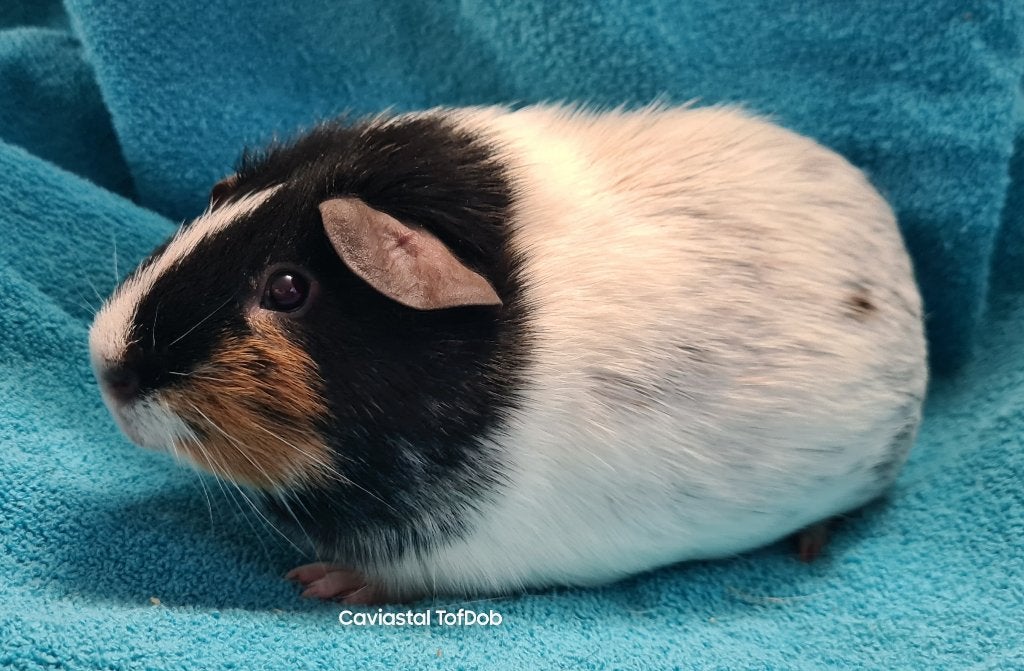 tweekleur dalmatiner beer, Dieren en Toebehoren, Cavia, Augustus, Mannelijk, Tam