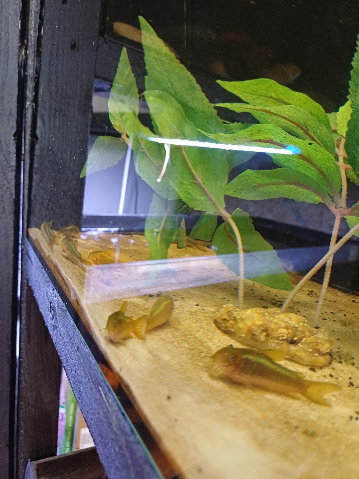 kweekgroep van 15 green laser corydoras