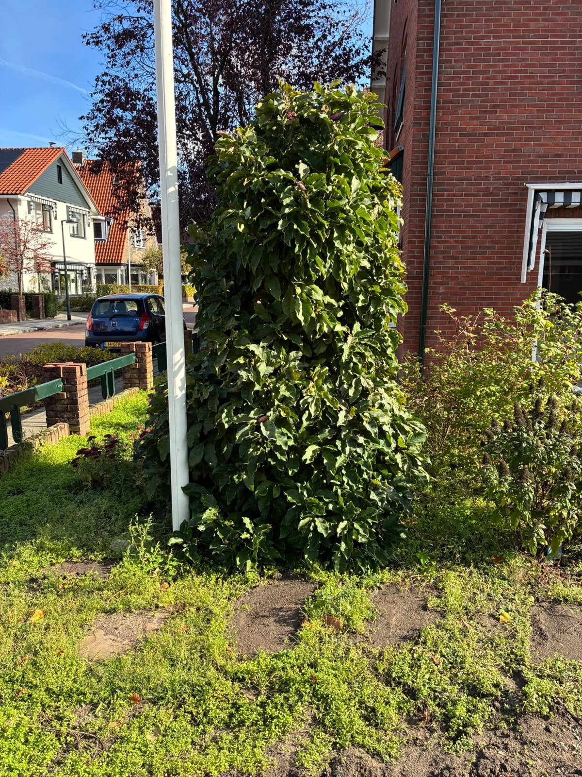 Gratis Magnolia / Tulpenboom zelf uitgraven, Overige soorten, Lente, 250 tot 400 cm, Ophalen