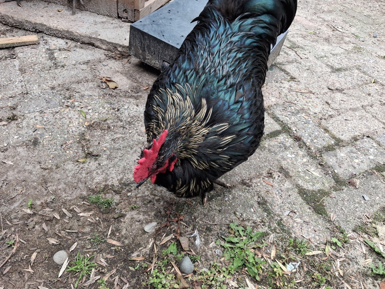 Tamme Australorp haan, Dieren en Toebehoren, Mannelijk, Kip