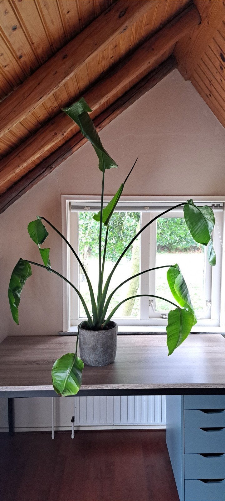 Grote kamerplant inclusief pot, Ophalen