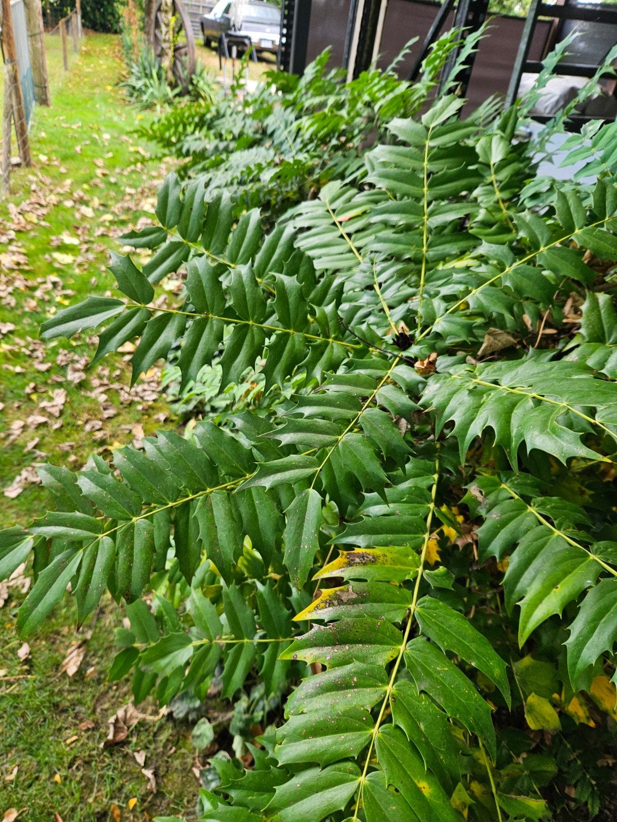 Mahonia: Winterbloeiende struik met gele bloemen, Ophalen, Overige soorten, Halfschaduw