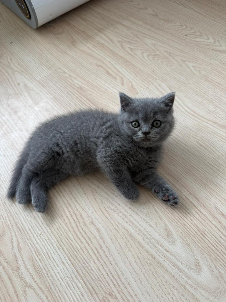 Raszuiver britse korthaar kittens, Dieren en Toebehoren, Katten en Kittens | Raskatten | Korthaar, Meerdere dieren, Ontwormd, 0 tot 2 jaar