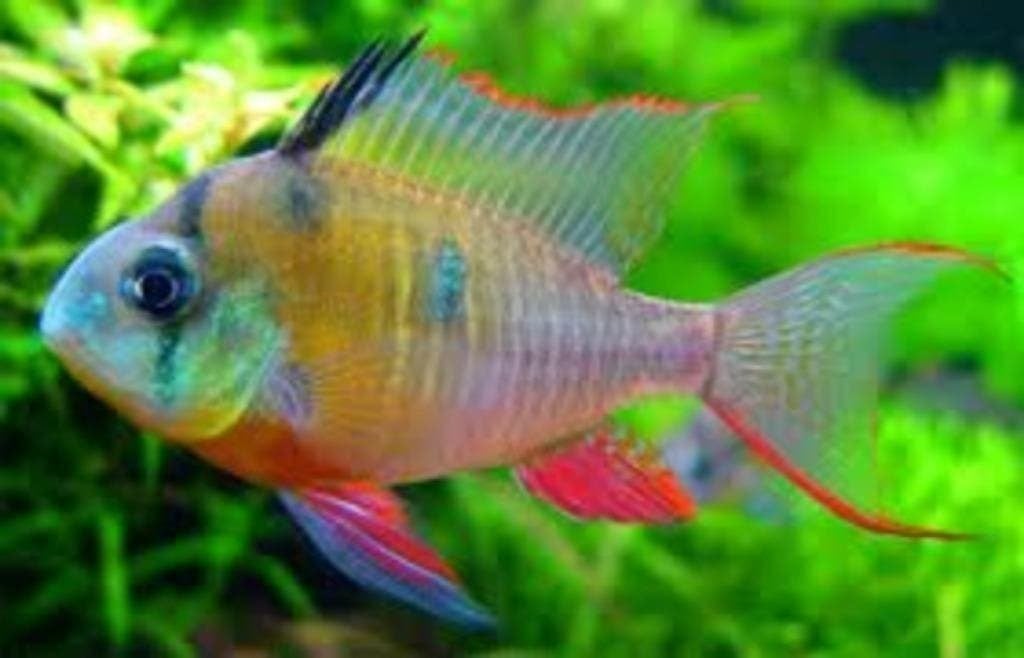 Antennebaars blue, wildkleur of gold, vele dwerg cichlide, Dieren en Toebehoren, Vissen | Aquariumvissen, Vis, Zoetwatervis